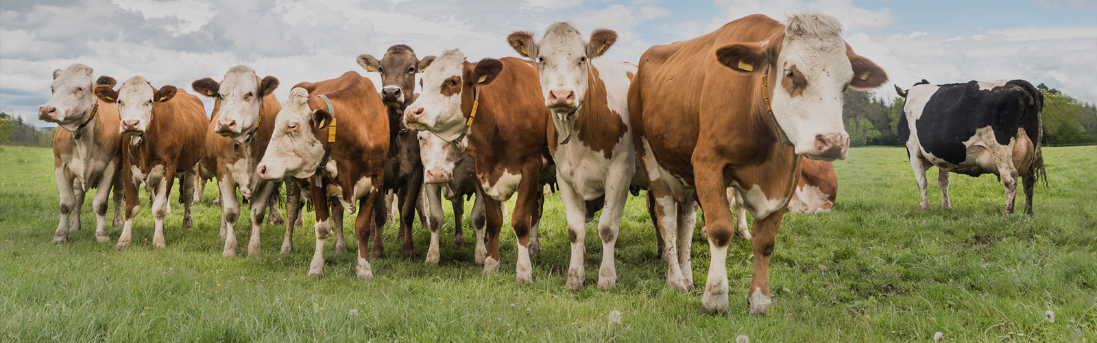 Spezialfutter und mehr...